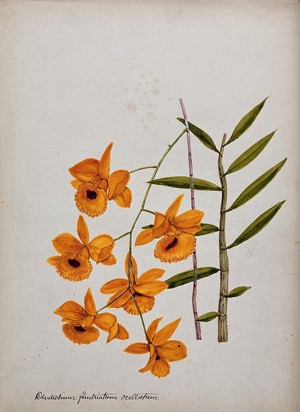 view An orchid (Dendrobium fimbriatum var. Oculatum): flowering stem and leaves. Watercolour.