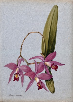 view An orchid (Laelia anceps): flowering stem and leaves. Watercolour.