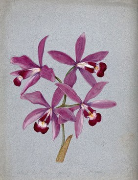 An orchid (?Laelia anceps): flowering stem. Watercolour.