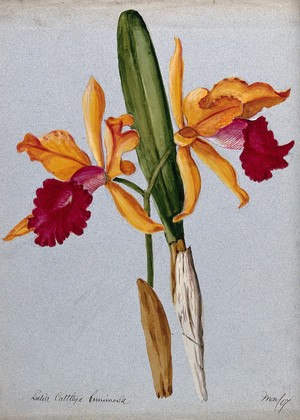 view An orchid hybrid (Laelia x Cattleya luminosa): flowering stem and leaves. Watercolour, 1907.