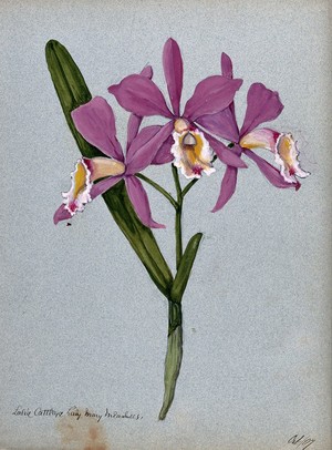 view An orchid hybrid (Laelia x Cattleya "Lady Mary Measures"): flowering stem and leaves. Watercolour, 1907.