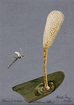 Pollinia (clumps of pollen) of the butterfly habenaria orchid (Habenaria bifolia) on a single stamen. Watercolour, 1892.