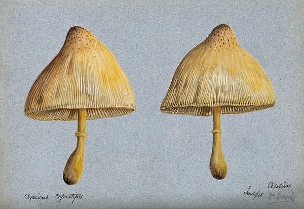 A fungus (Agaricus cepæstipes): two fruiting bodies. Watercolour, 1888.