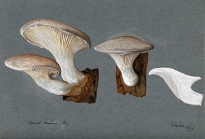 view A fungus (Pleurotus dryinus): three fruiting bodies. Watercolour, 1896.