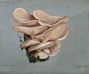 view A fungus (Agaricus euosmus) growing on wood. Watercolour by R. Baker, 1896.