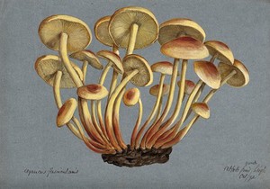 view Sulphur tuft fungus (Hypholoma fasciculare). Watercolour, 1892.