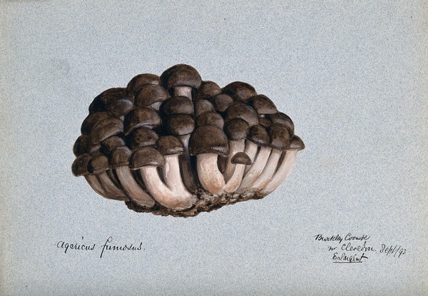 A fungus (Agaricus fumosus). Watercolour by E. Largent, 1893.