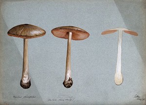 view A fungus (Agaricus gloiocephalus): three fruiting bodies. Watercolour, 1898.