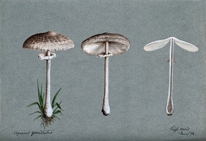 view A fungus (Agaricus graciliatus): three fruiting bodies. Watercolour, 1894.