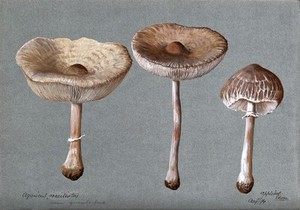 view A fungus (Agaricus graciliatus): three fruiting bodies. Watercolour, 1894.