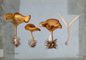 view Tawny funnel cap fungus (Clitocybe flaccida): four fruiting bodies. Watercolour, 1901.