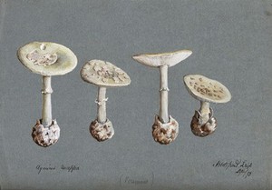 view False death cap fungus (Amanita citrina): four fruiting bodies. Watercolour, 1893.