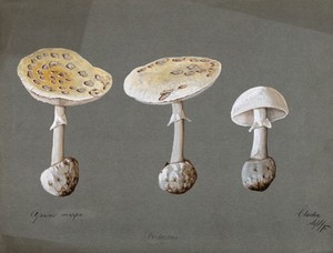 view False death cap fungus (Amanita citrina): three fruiting bodies. Watercolour, 1895.