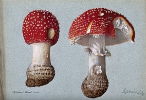 view The fly agaric fungus (Amanita muscaria): two fruiting bodies. Watercolour, 1892.