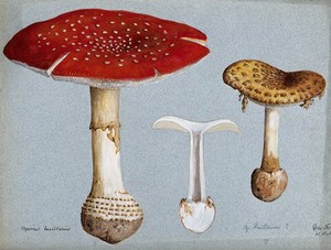 view The fly agaric fungus (Amanita muscaria): three fruiting bodies. Watercolour by R. Baker.