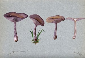 view The wood blewit fungus (Lepista nuda): four fruiting bodies. Watercolour, 1898.