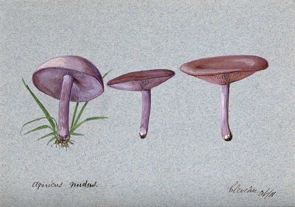 The wood blewit fungus (Lepista nuda): three fruiting bodies. Watercolour, 1901.
