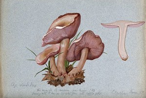 view The wood blewit fungus (Lepista nuda): four fruiting bodies, one sectioned. Watercolour, 1902.