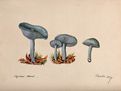 The fragrant agaric or aniseed toadstool (Clitocybe odora): four fruiting bodies. Watercolour, 1887.