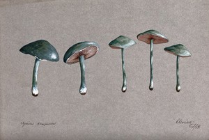 view A fungus (Stropharia aeruginosa): five fruiting bodies. Watercolour, 1883.