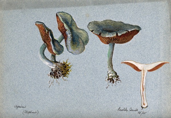 A fungus (Stropharia aeruginosa): four fruiting bodies, one sectioned. Watercolour, 1905.