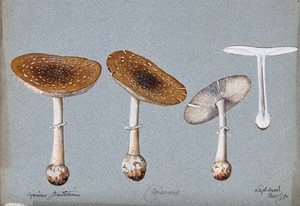 view Panther cap fungus (Amanita pantherina): four fruiting bodies, one sectioned. Watercolour, 1898.