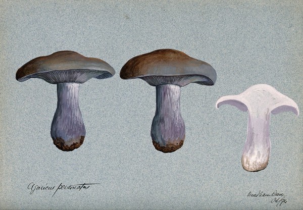 Blewit fungus (Lepista saeva): three fruiting bodies, one sectioned. Watercolour, 1894.