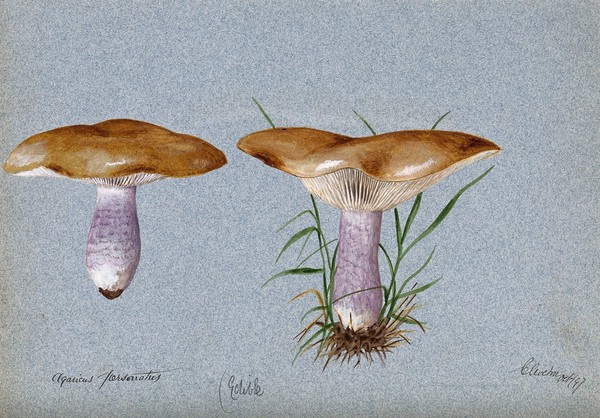 Blewit fungus (Lepista saeva): two fruiting bodies. Watercolour, 1897.