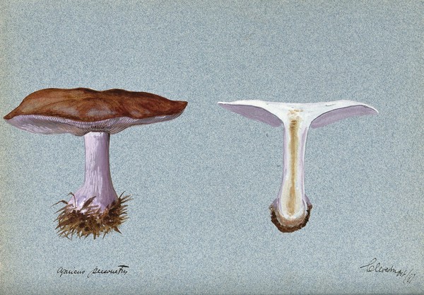 Blewit fungus (Lepista saeva): two fruiting bodies, one sectioned. Watercolour, 1897.