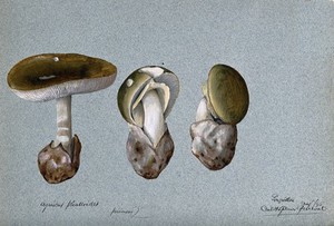 view Death cap fungus (Amanita phalloides): three fruiting bodies. Watercolour by C. H. Spencer Perceval, 1896.