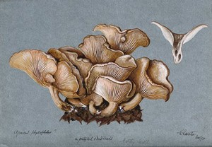 view A fungus (Clitocybe phyllophila) growing on soil. Watercolour, 1898.