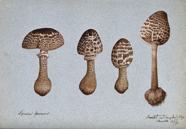 Parasol mushrooms (Lepiota procera): four fruiting bodies. Watercolour, 1892.