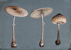 view Two parasol mushrooms (Lepiota procera) and a shaggy parasol mushroom (Lepiota rhacodes). Watercolour, 1898.