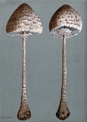 view Parasol mushrooms (Lepiota procera): two fruiting bodies. Watercolour.