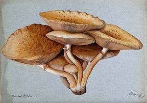 view A fungus (Inocybe pudica). Watercolour, 1895.