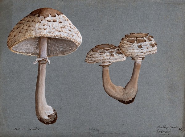 Shaggy parasol mushrooms (Lepiota rhacodes): three fruiting bodies. Watercolour by E. Wheeler, 1893.
