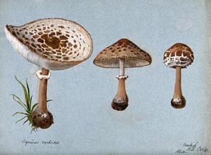 view Shaggy parasol mushrooms (Lepiota rhacodes): three fruiting bodies. Watercolour by R. Baker, 1896.