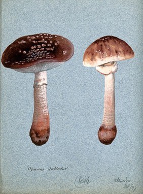 The blusher fungus (Amanita rubescens): two fruiting bodies. Watercolour, 1897.