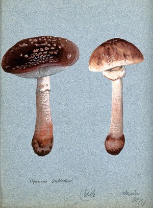 view The blusher fungus (Amanita rubescens): two fruiting bodies. Watercolour, 1897.