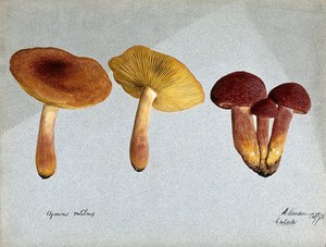 view Plums and custard fungus (Tricholomopsis rutilans): five fruiting bodies. Watercolour by E. Wheeler, 1893.