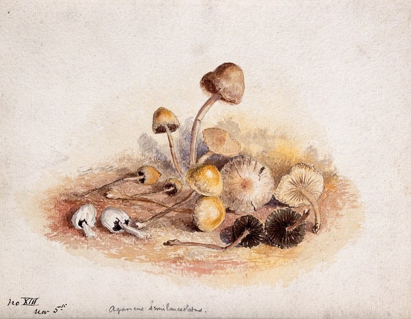 A group of dung roundhead fungi (Stropharia semiglobata). Watercolour.