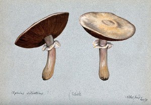 view Brown wood mushrooms (Agaricus silvaticus): two fruiting bodies. Watercolour, 1891.