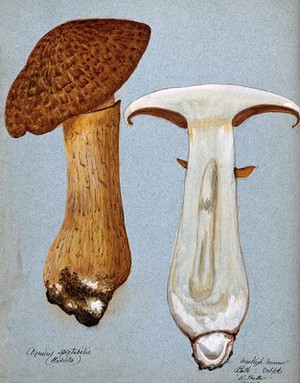 view A fungus (Gymnopilus junonius): two fruiting bodies, one sectioned. Watercolour by R. Baker, 1906.