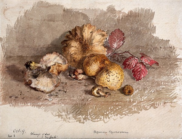 A group of fallen fungi (Pholiota squarrosa). Watercolour.