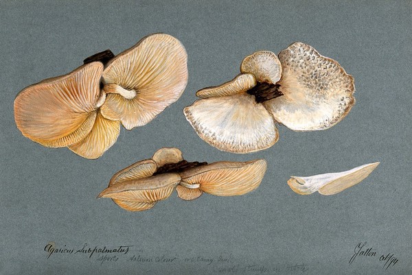 A fungus (Agaricus subpalmatus?): groups of fruiting bodies on wood. Watercolour, 1894.