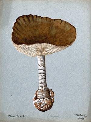 view A fungus (Amanita vaginata): one fruiting body. Watercolour, 1891.