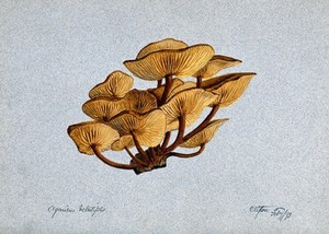 view Velvet shank fungus (Flammulina velutipes) growing on wood. Watercolour, 1893.