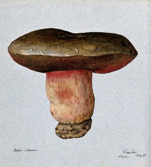 view Devil's bolete fungus (Boletus satanus). Watercolour by R. Baker, 1896.