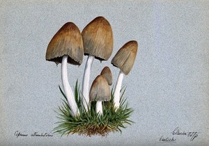 view A fungus (Coprinus atramentarius): five fruiting bodies in grass. Watercolour by E. Wheeler, 1893.