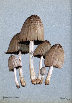 A fungus (Coprinus atramentarius): six fruiting bodies. Watercolour, 1897.